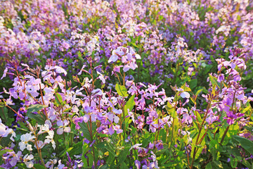 Fototapeta premium Orchids bloom in the park in February, North China