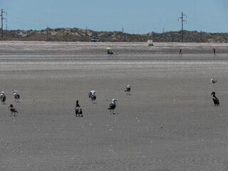 Aves en la playa de las grutas