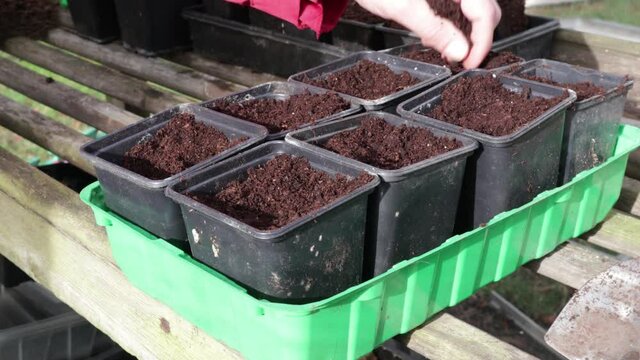 Hand sprinkling compost over seeds in plant pots during sowing in a greenhouse