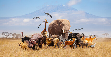 Group of many African animals giraffe, lion, elephant, monkey and others stand together in with Kilimanjaro mountain on background - obrazy, fototapety, plakaty
