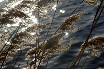 reed plumes at the end of winter on a river bank