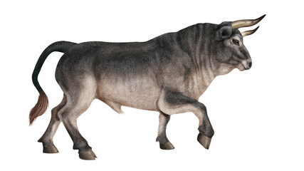 taureau, corne, tauromachie, mammifère, gris, vache, sauvage, faune, bétail, ferme, fond blanc, brun, nature, mollet, debout, agriculture, fourrure,