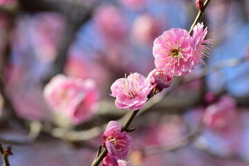 Ume