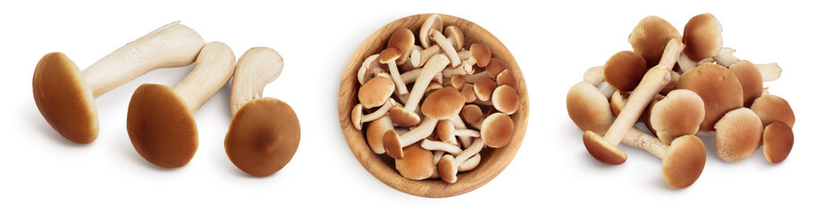 honey fungus mushrooms isolated on white background with clipping path and full depth of field. Set...