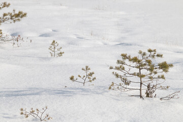 small pines in winter under the snow