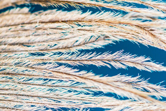 Feather under microscope, macro photography, birds