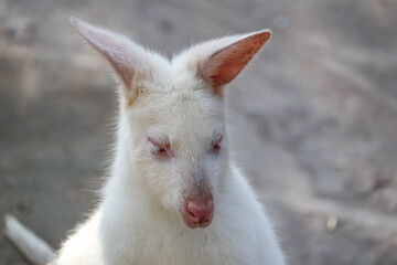 Naklejka na ściany i meble Closeup of a Red-necked Wallaby white albino female, kangaroo (Macropus rufogriseus)