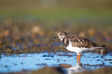 a bird on the beach