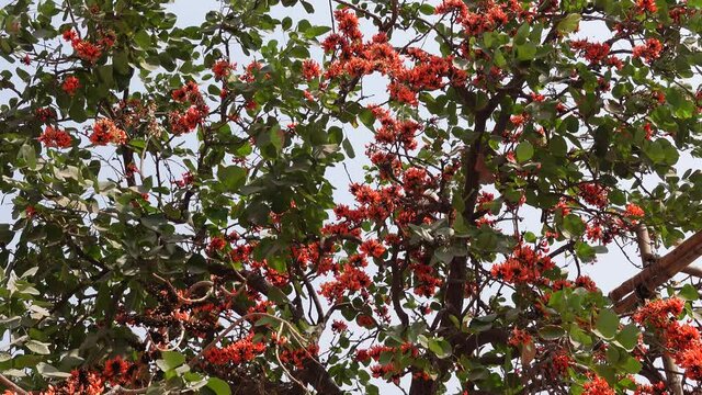 The red-orange Palash flowers have blossomed in the Palash tree. Flowers background.  4k Video.