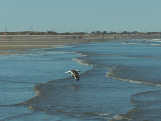 Aves en la playa de las grutas