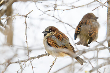 Sparrows on bush branches in severe frost. Focusing on a nearby sparrow.