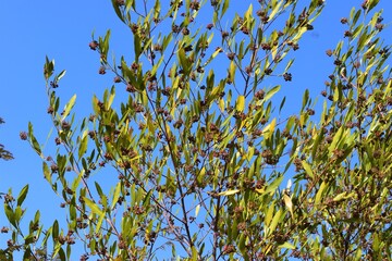 green tree branches against blue sky background