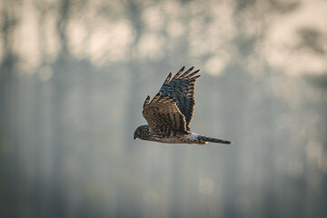 Norther Harrier
