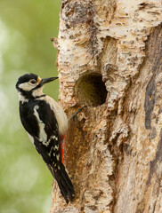 Great Spotted Woodpecker about to enter a nest
