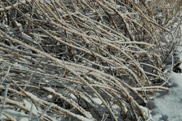 Frozen iced reeds on the ground as a close up