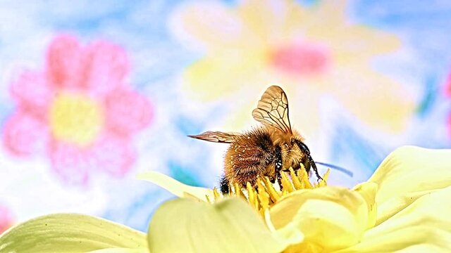 A bumble bee pollinates a yellow flower, with illustration meadow with flowers on a background.