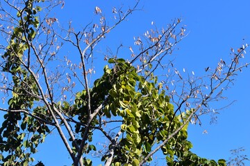 green tree branches against blue sky background