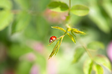 Ladybug sitting on green leaf on a sunny spring or summer day, clean environment eco background with insect on fresh juicy tree foliage close-up, beautiful nature and macro world