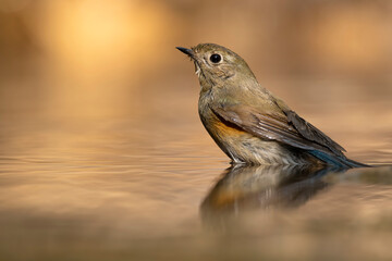 Himalayan bluetail 