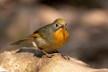 Red-billed leiothrix 
