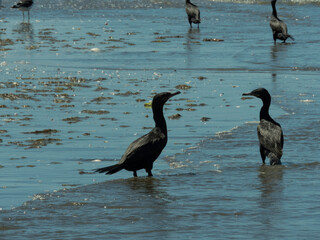 aves en las playas de las grutas