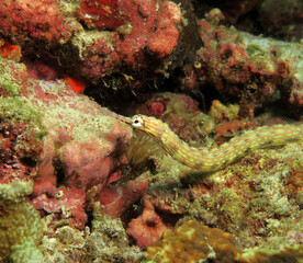 A Schultz pipefish  on corals Panagsama beach Cebu Philippines