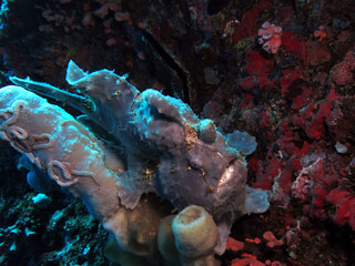A grey Painted frogfish camouflaged on coral Pescador Island Philippines