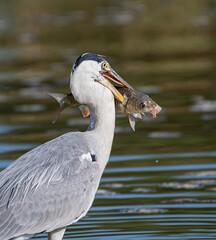 Great blue heron with catch