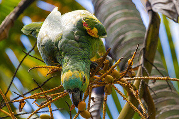 Parrot eating