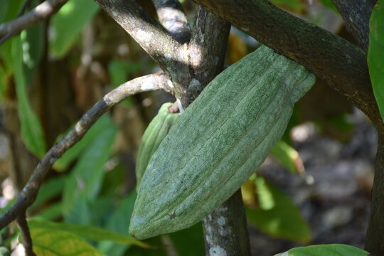 Fruto del cacao, en una plantacion de cacao en Higuey (punta Cana, Republica Dominicana). Cocoa, chocolate