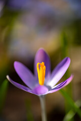 Krokus Frühblüher Frühling Crocus Blüten Nektar Ostern Nahaufnahme Gegenlicht transparent Umriss Silhouette transluzent Garten Pollen Staubgefäß Sonne lila pink magenta Froschperspektive Makro Details