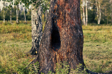 Fototapeta premium Fire hole in tree