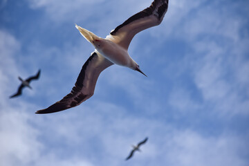 Seabird Masked, Blue-faced Booby (Sula dactylatra) flying over the blue and calm ocean. Seabird is hunting for flying fish jumping out of the water.