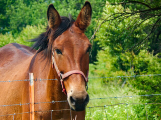 Obraz premium portrait of a brown horse