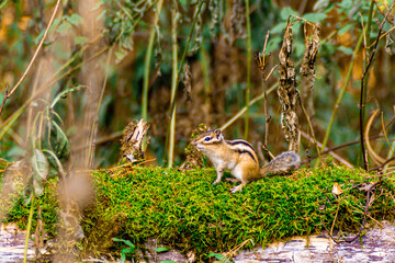 fallen tree trunk covered with moss on which a chipmunk sits, selective focus