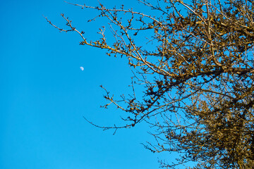 The tops of the trees against the sky with the moon