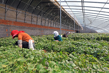 Female farmers are collecting sweet potato seedlings in the greenhouse.
