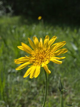 Gelbe Blume in grüner Wiese mit unscharfem Hintergrund