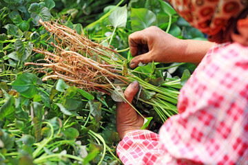 Female farmers are collecting sweet potato seedlings in the greenhouse.