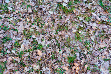 Fresh green grass makes its way through old foliage
