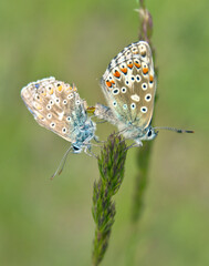 Mating butterflies on a flower in late spring with soft green background 