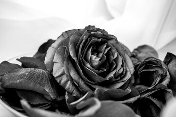 Черно-белая фотография цветка розы
