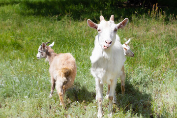 Obraz na płótnie Canvas Goats, funny animals, on a green meadow, forest nibble grass. Pets are on the loose. Template for calendar, cover art, puzzles, etc.