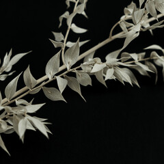 Pale green dry plant branch on black background. Aesthetic minimal stylish still life floral composition.
