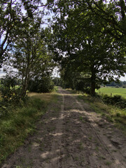 Path through a moor in East Frisia in the summer with trees and a cloudy sky