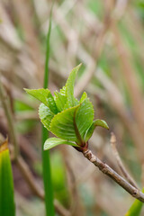 Blooming of hydrangea leaves in a garden during winter