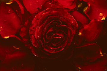 Цветы на праздник 8 марта