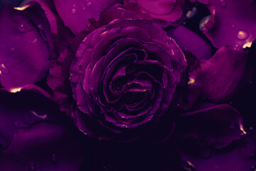 пурпурная роза на 8 марта для девушек