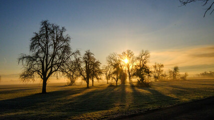 Fototapeta na wymiar Bäume mit langen Schatten in der Morgensonne im Frühnebel