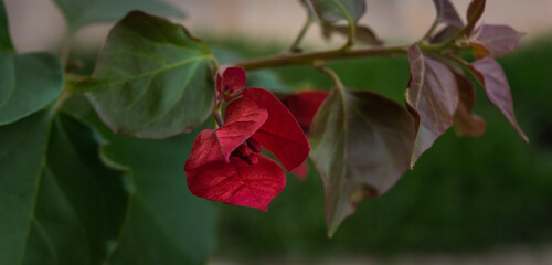 Bougainvillea red blower on green blurred background